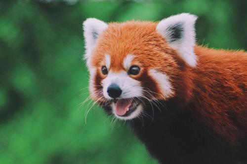 A close-up of a red panda with vibrant orange fur and white markings, set against a blurred green background.