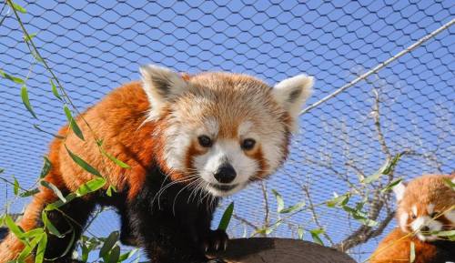 A red panda climbing on a log, surrounded by greenery and a blue sky in the background.