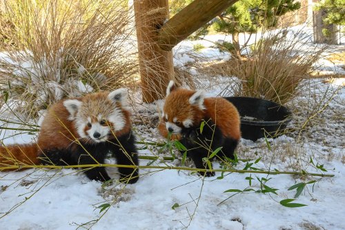 Two red pandas playfully nibble on bamboo in a snowy environment, surrounded by grass and wooden structures.