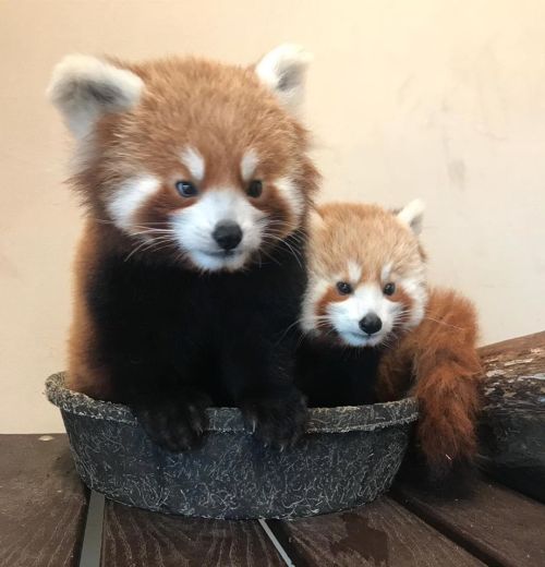 Two adorable red panda cubs sitting together in a small basket, with fluffy fur and curious expressions.