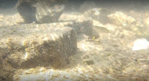 Underwater scene showing a rocky substrate with a small fish swimming near the bottom, surrounded by sediment and bubbles.
