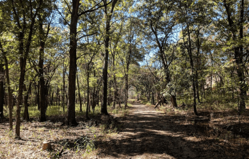 A serene forest path lined with tall trees and dappled sunlight filtering through the leaves.