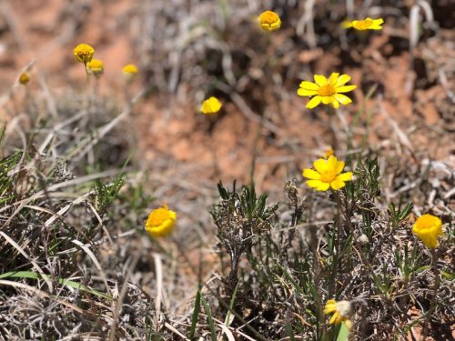 A cluster of bright yellow wildflowers growing among dry grass and soil.