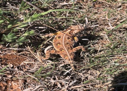 A camouflaged insect blending into dry grass and soil, showcasing its textured, spiky body and natural colors.