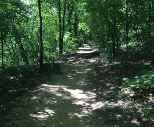A sandy path winding through a lush green forest with trees on either side.