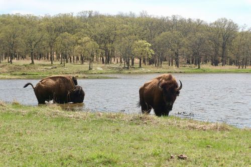 Two bison wade in a calm lake, surrounded by lush greenery and trees in the background.