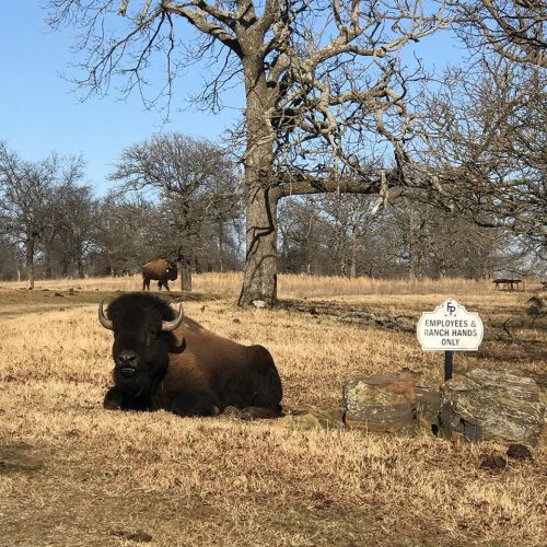 A bison resting in a grassy area near a sign that reads "Employees & Ranch Hands Only." Trees in the background.