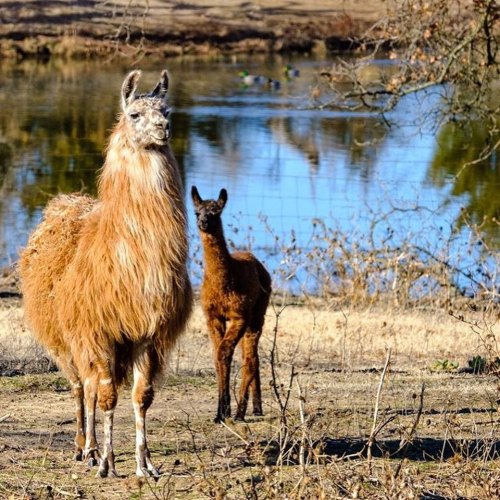 A llama and its cria stand near a calm pond, surrounded by dry grass and trees. Ducks can be seen in the background.