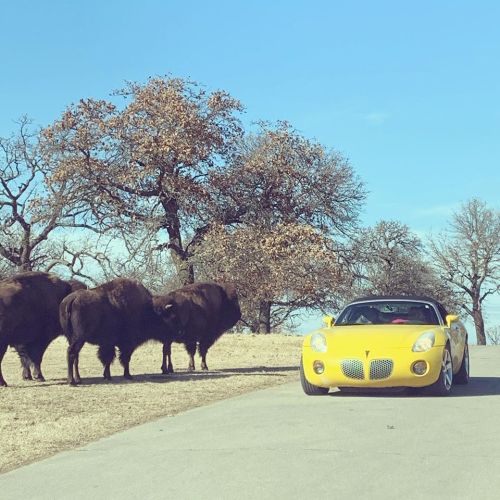 A yellow sports car parked on a road next to a group of bison under a clear blue sky.