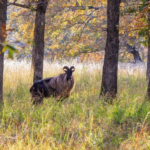 A goat stands among tall grass and trees, surrounded by autumn foliage.