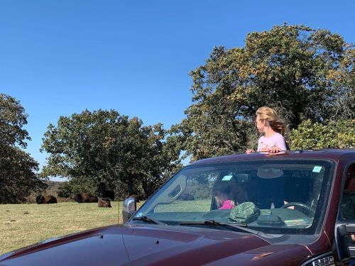A girl stands on the roof of a car, watching bison in a field on a sunny day. Two other children are inside the vehicle.