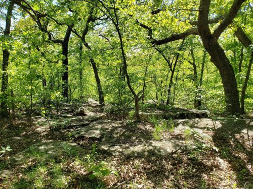 Lush green forest with trees, rocks, and sunlight filtering through the leaves, creating a serene natural scene.