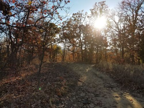 A sunlit path through autumn trees, with warm colors and fallen leaves on the ground.