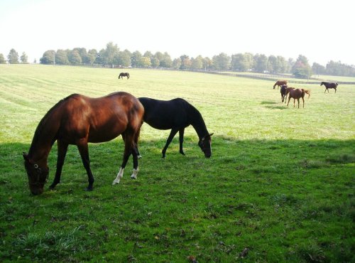 Two horses graze in a lush green field, with more horses visible in the background under a clear sky.