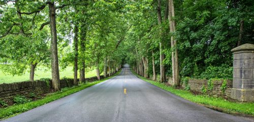 A serene, tree-lined road stretches into the distance, flanked by lush greenery and stone walls.