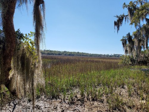 A serene wetland scene with tall grasses, Spanish moss hanging from trees, and a clear blue sky.
