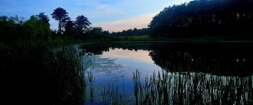 A serene pond at dusk, surrounded by tall grasses and trees, reflecting the colorful sky.
