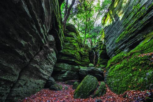 A narrow canyon with moss-covered rocks and trees, surrounded by vibrant green foliage and scattered autumn leaves.