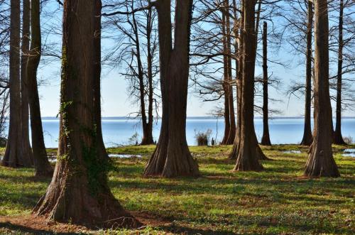 A serene lakeside scene with tall trees and a clear blue sky, reflecting on calm waters in the background.