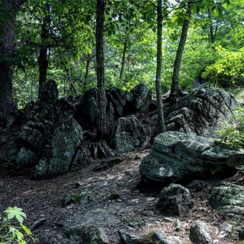 A rocky area in a lush green forest, with trees and underbrush surrounding large boulders.