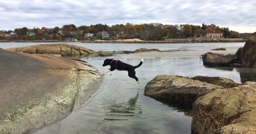 A black dog leaps over rocks into calm water, with a scenic shoreline and autumn trees in the background.