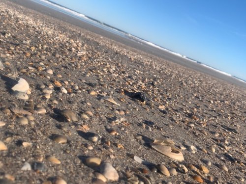 Close-up of a sandy beach scattered with various seashells and small stones, with gentle waves in the background.