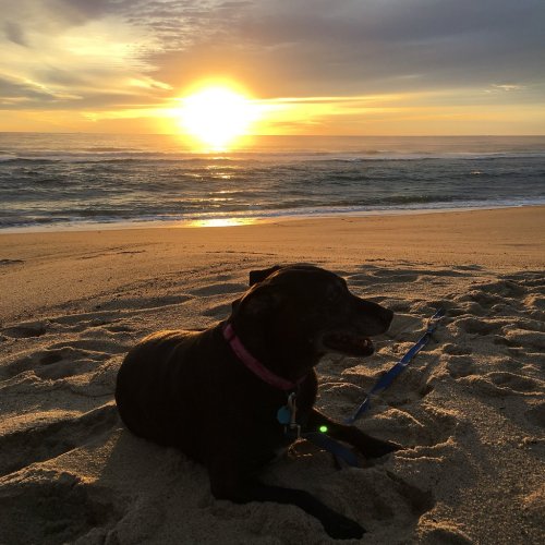 A black dog lying on the beach sand, watching the sunset over the ocean.