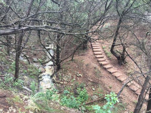A winding path through a forest with a small stream and steps leading up the hillside.