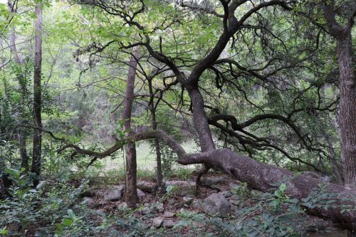 A twisted tree with sprawling branches in a lush green forest, surrounded by rocks and undergrowth.