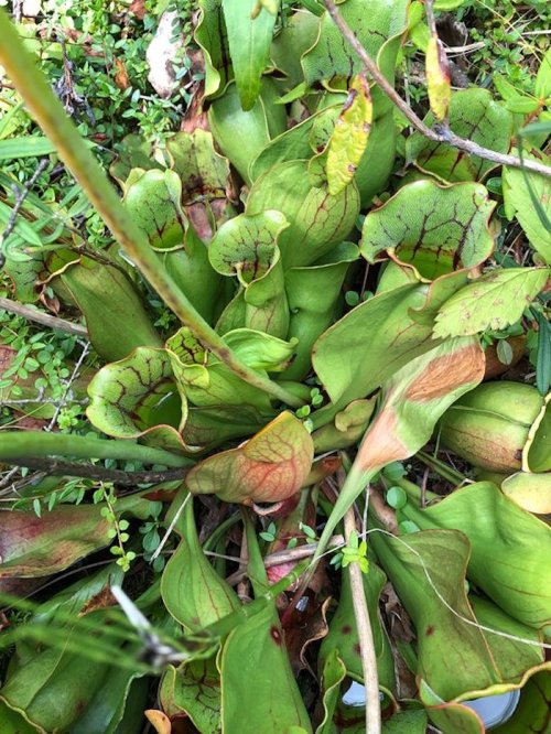 A cluster of green pitcher plants with red veining, surrounded by lush greenery and small plants.