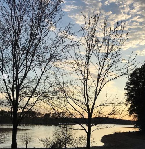 Silhouetted trees by a calm lake at sunset, with soft clouds and a colorful sky reflecting on the water.