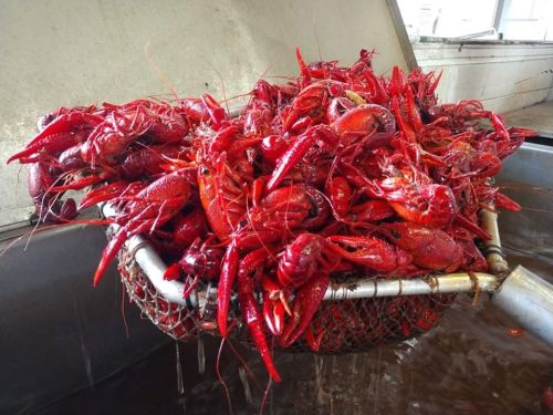 A basket overflowing with bright red crawfish, freshly caught and ready for cooking.