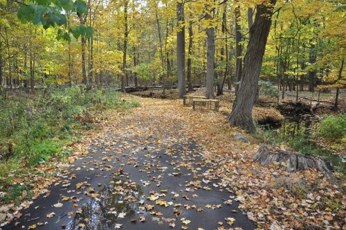 A serene forest path covered in colorful autumn leaves, surrounded by trees with golden foliage and a small pond.