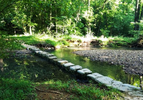 A serene forest scene featuring a stone path across a clear stream, surrounded by lush greenery.