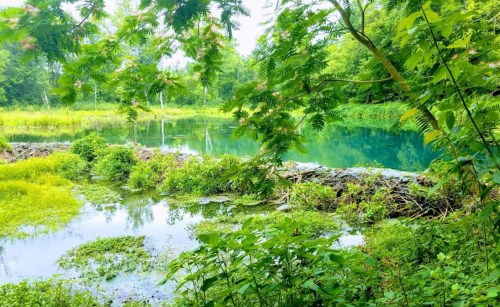Lush green landscape with a serene pond, surrounded by trees and vibrant vegetation.