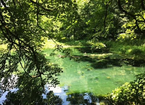 A serene pond surrounded by lush green trees and foliage, reflecting the vibrant colors of nature.