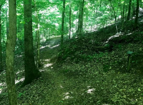 A winding dirt path through a lush green forest, surrounded by trees and dappled sunlight.