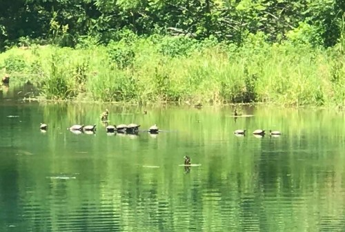 A serene pond with turtles basking on logs, surrounded by lush greenery and calm water reflections.