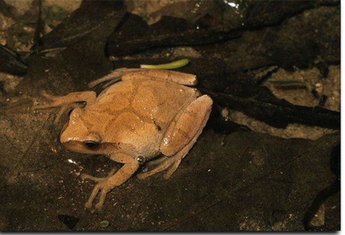A light brown frog resting on wet leaves in a natural setting.