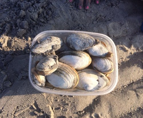 A clear container filled with various clams sits on sandy beach ground.