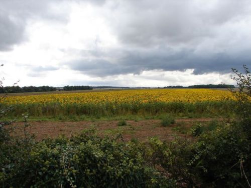 A vast field of bright yellow sunflowers under a cloudy sky, with greenery in the foreground.