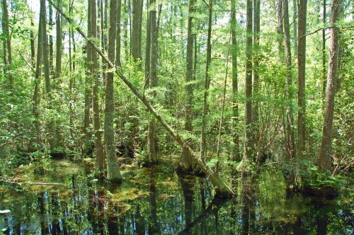 Lush green forest with tall trees reflected in still water, creating a serene, natural landscape.
