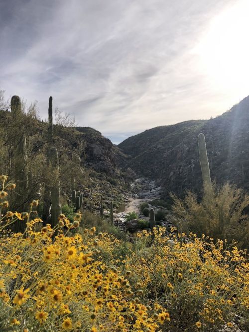 A scenic view of a desert landscape with blooming yellow flowers, cacti, and a winding river in the background.