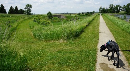 A dog on a leash walks along a path beside lush green grass and a river, with a bridge in the background.