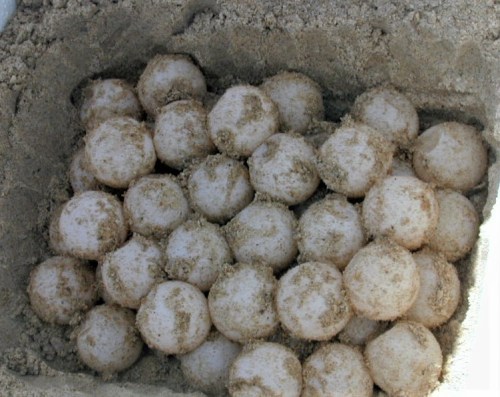 A nest of round, white eggs partially buried in sandy soil.