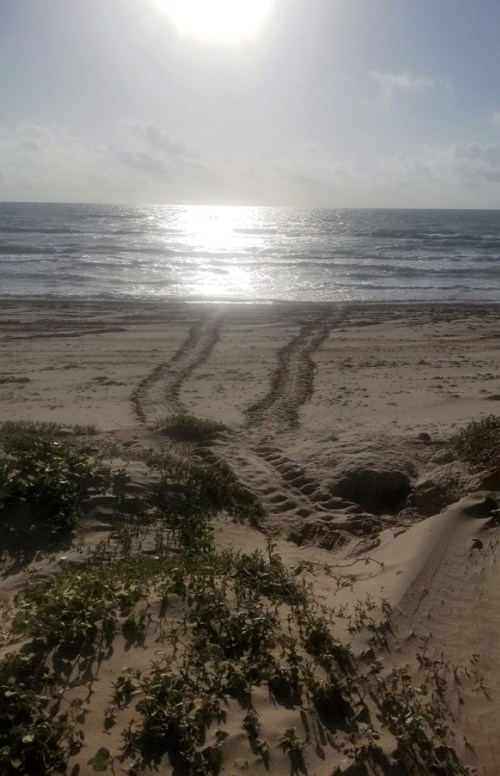 Tracks in the sand lead to a sunlit ocean, with gentle waves and a bright sky in the background.