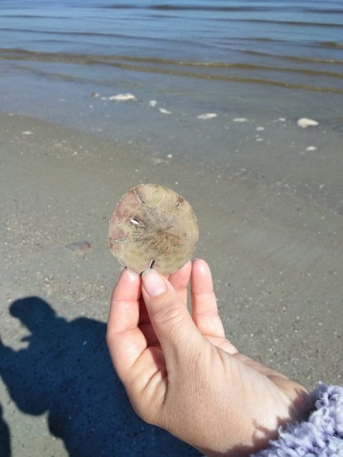 A hand holding a round, flat shell against a beach backdrop with gentle waves in the background.