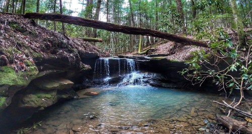 A serene forest scene featuring a small waterfall cascading into a clear pool, surrounded by lush greenery and rocks.
