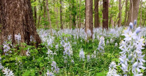 A serene forest scene with tall trees and a carpet of light purple flowers blooming among lush green foliage.