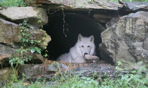 A white wolf peeks out from a rocky den, surrounded by greenery and soft light.